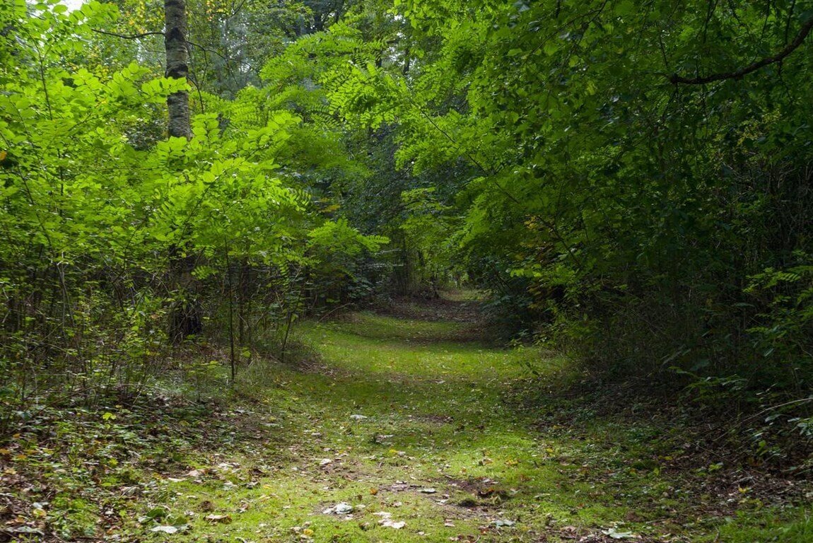 dróżka w lesie